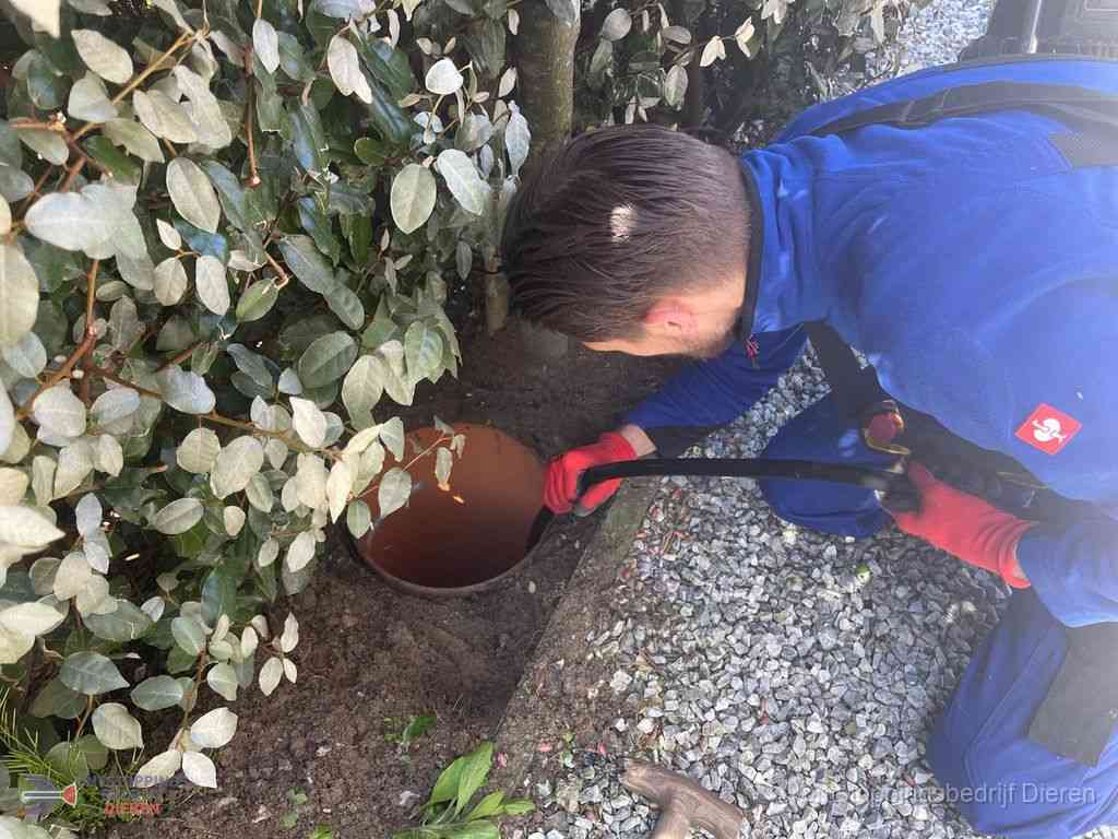 Rioolvliegjes Dieren